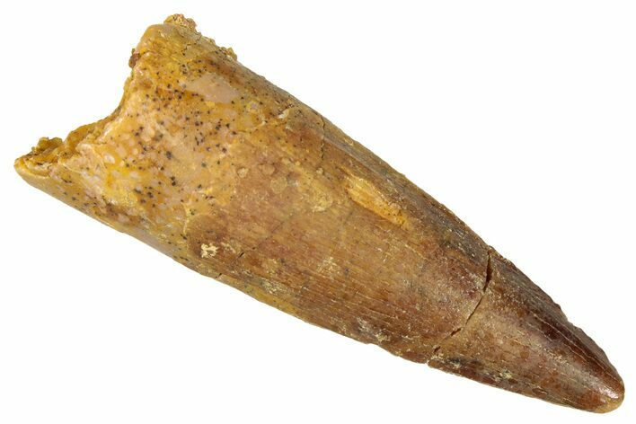 Juvenile Fossil Spinosaurus Tooth - Real Dinosaur Tooth #301303